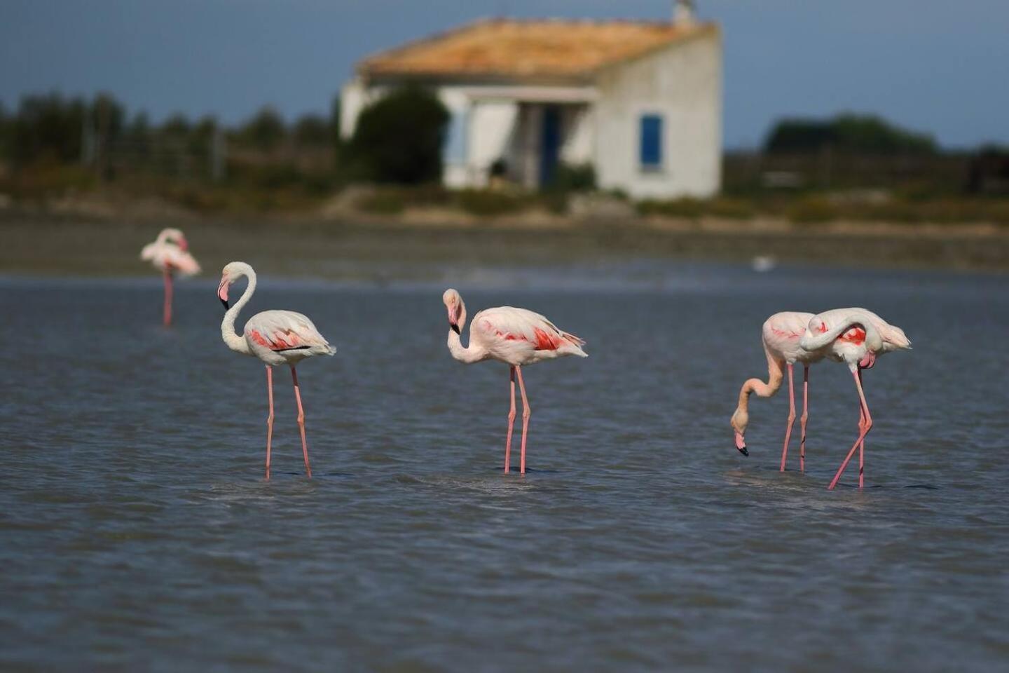 Mas Provencal De 120M2 En Camargue, Avec Piscine Et Parking Inclus, Ideal Pour Des Vacances Арл Екстериор снимка